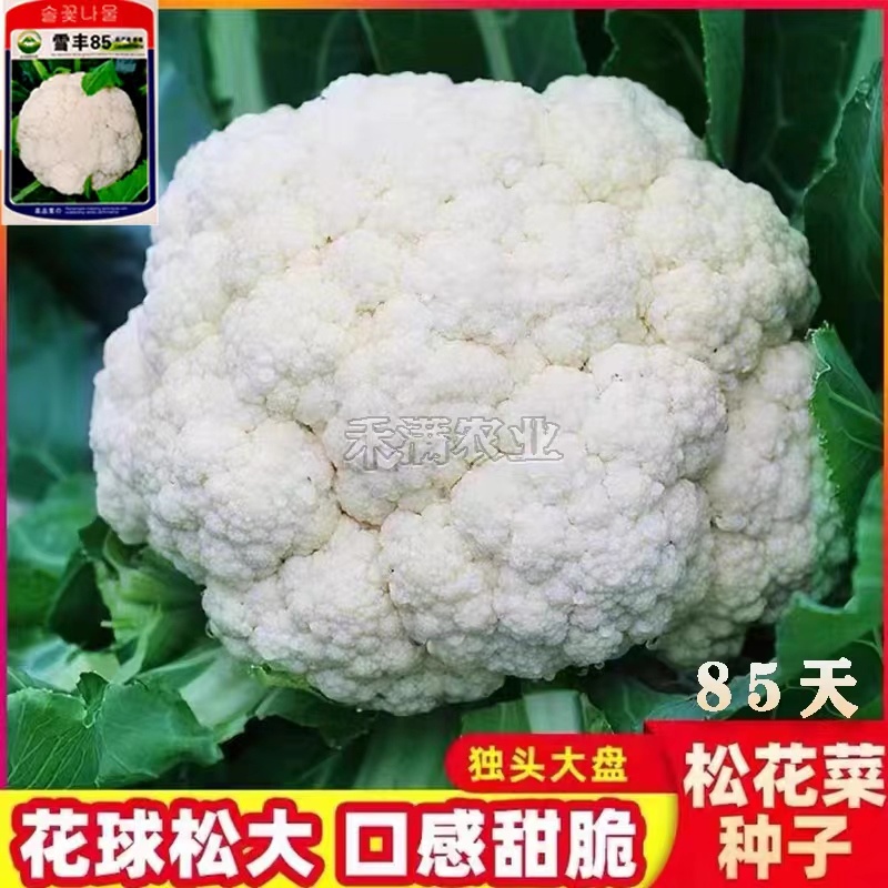 雪丰85天花菜种子春秋花椰菜高产耐热抗寒中熟松花菜种子