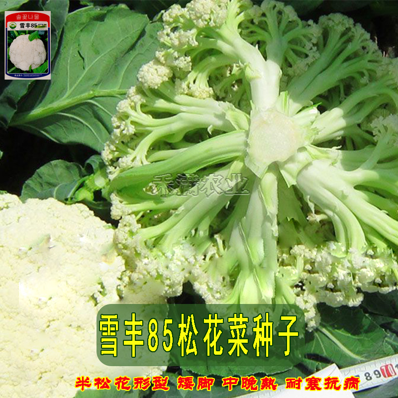 雪丰85天花菜种子春秋花椰菜高产耐热抗寒中熟松花菜种子