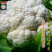 雪丰85天花菜种子春秋花椰菜高产耐热抗寒中熟松花菜种子