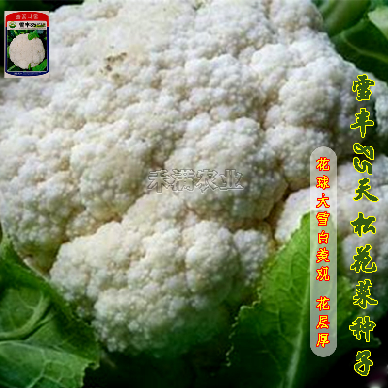 雪丰85天花菜种子春秋花椰菜高产耐热抗寒中熟松花菜种子