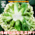基地优品伟峰65松花菜种子春秋花菜种籽花椰菜籽松花菜种子