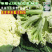 基地优品伟峰65松花菜种子春秋花菜种籽花椰菜籽松花菜种子