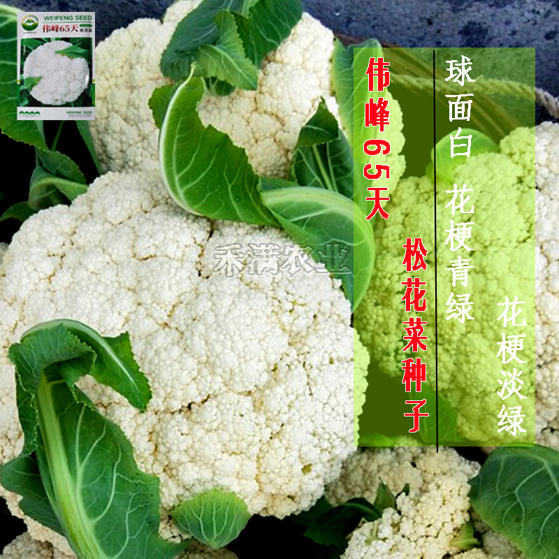 基地优品伟峰65松花菜种子春秋花菜种籽花椰菜籽松花菜种子