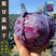 新品紫甘蓝菜种子包菜菜种秋紫卷心菜包心菜籽种紫甘蓝种子