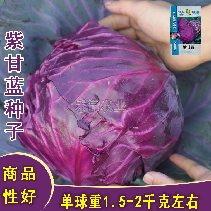 新品紫甘蓝菜种子包菜菜种秋紫卷心菜包心菜籽种紫甘蓝种子