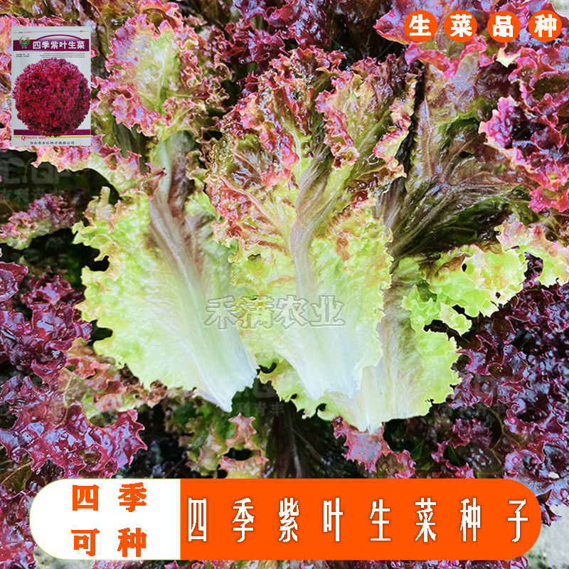 紫叶生菜种子有机菜种子四季耐寒生菜种子