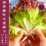 紫叶生菜种子有机菜种子四季耐寒生菜种子