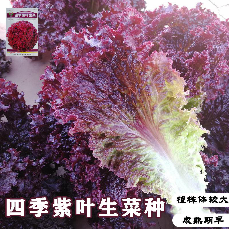 紫叶生菜种子有机菜种子四季耐寒生菜种子