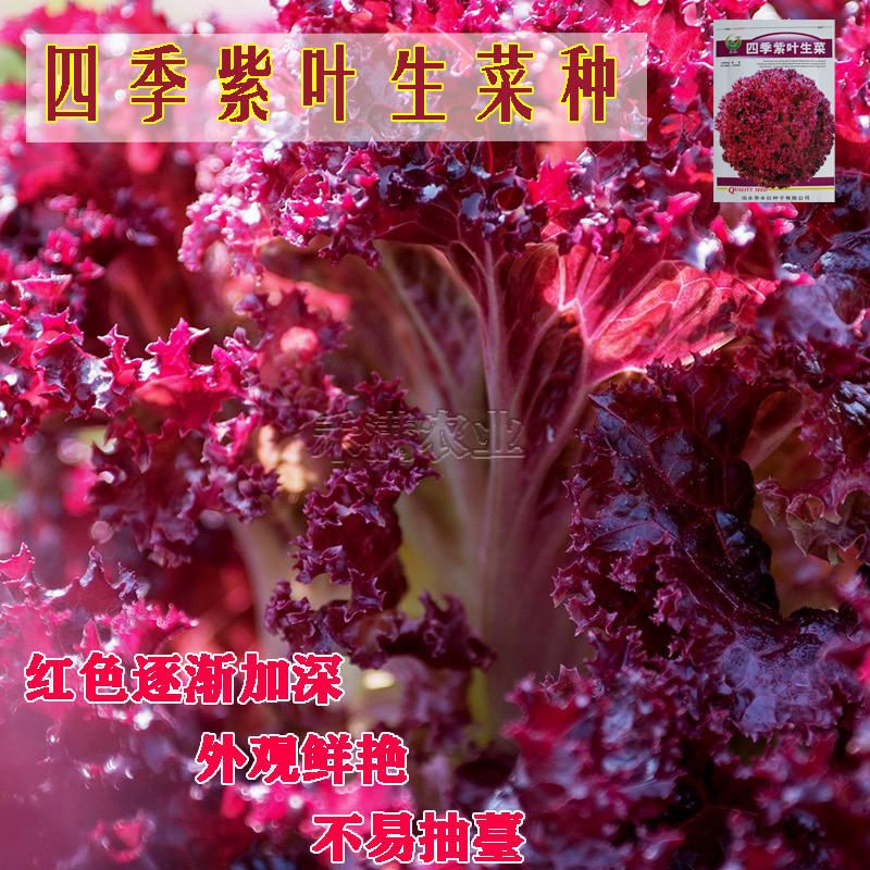 紫叶生菜种子有机菜种子四季耐寒生菜种子