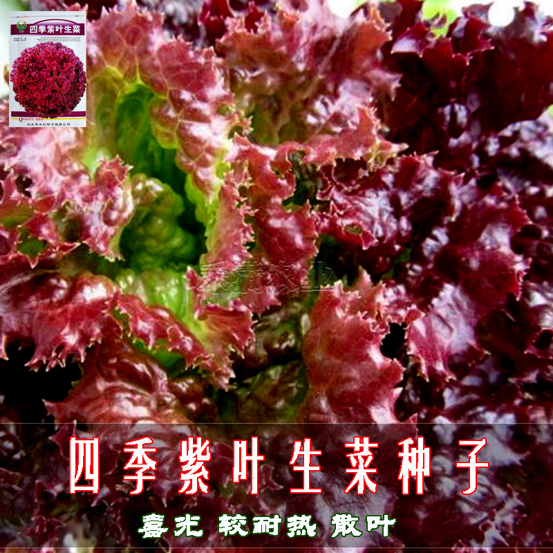 紫叶生菜种子有机菜种子四季耐寒生菜种子