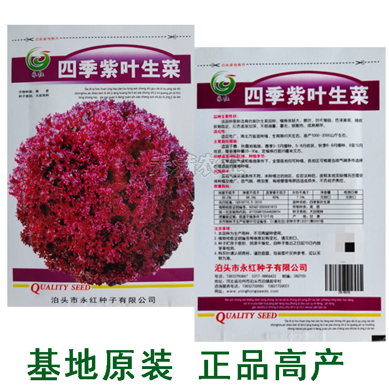 紫叶生菜种子有机菜种子四季耐寒生菜种子