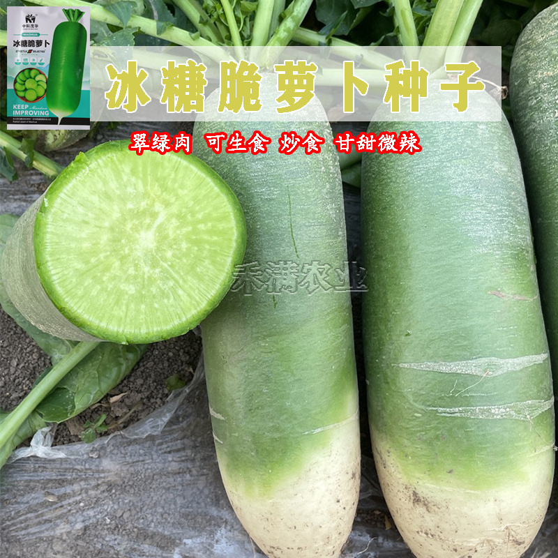 冰糖水果萝卜种籽生吃脆甜绿皮绿肉萝卜种子农家蔬菜四季播种