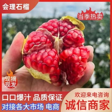 【石榴】四川会理石榴突尼斯软籽石榴现摘现发爆甜多汁