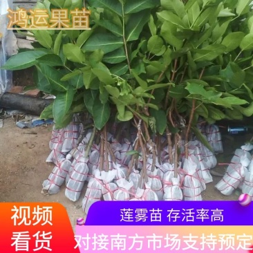 【品种齐全】莲雾种苗大叶红莲雾黑金刚莲雾黑糖芭比莲雾
