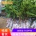 【品种齐全】莲雾种苗大叶红莲雾黑金刚莲雾黑糖芭比莲雾