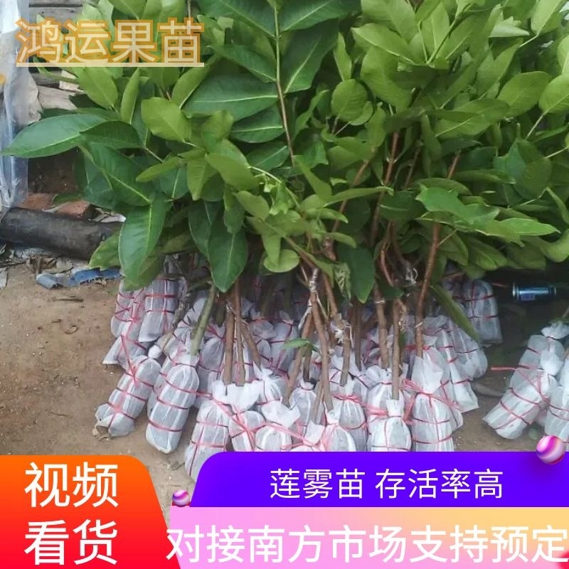 【品种齐全】莲雾种苗大叶红莲雾黑金刚莲雾黑糖芭比莲雾