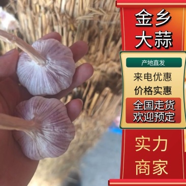 【精选】金乡大蒜产地直发量大质优新鲜上市欢迎选购