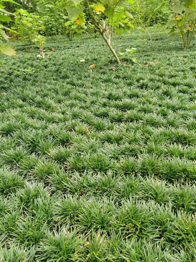 玉龙草批发大量供应，一手货源，产地直发，价格优惠