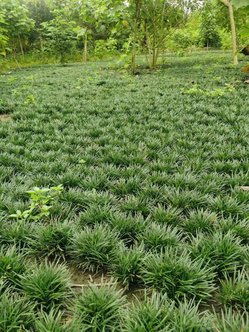 玉龙草批发大量供应，一手货源，产地直发，价格优惠