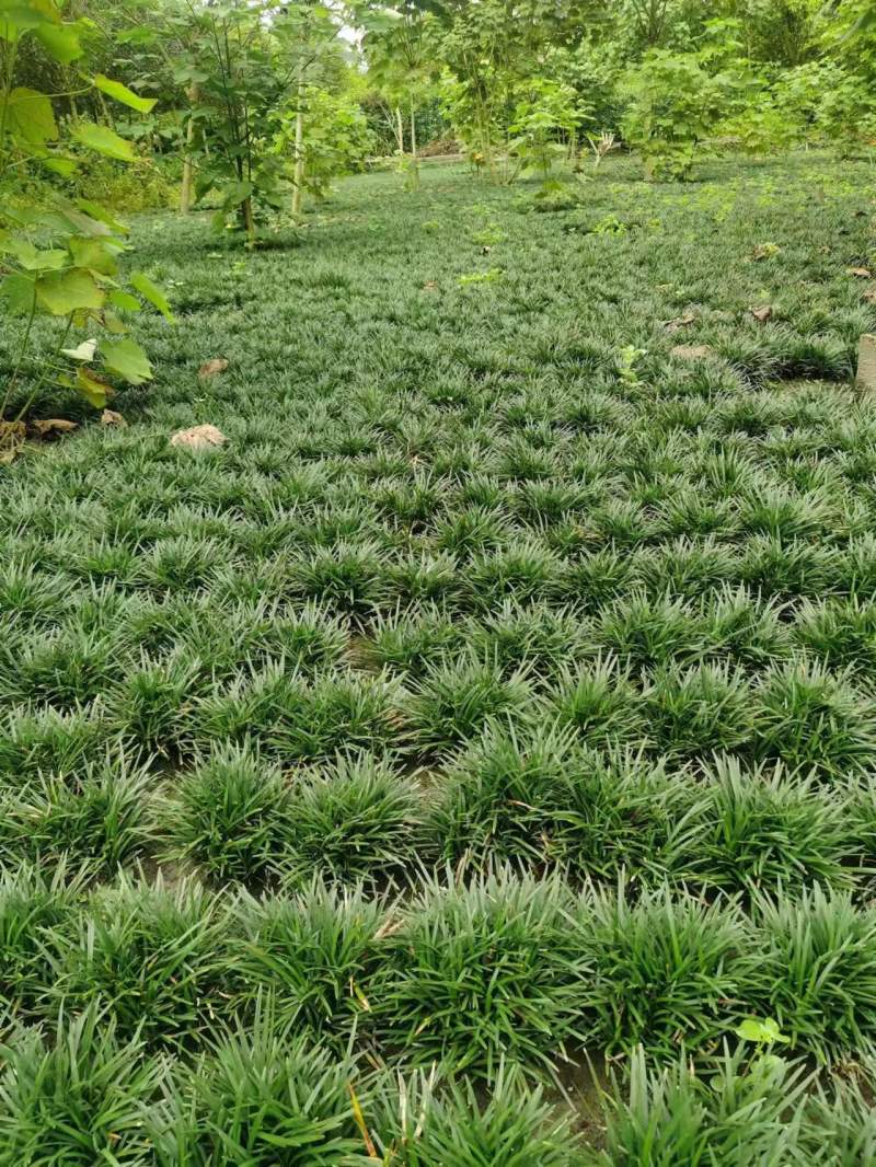 玉龙草批发大量供应，一手货源，产地直发，价格优惠