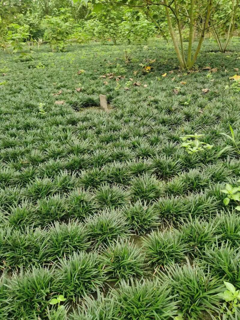 玉龙草批发大量供应，一手货源，产地直发，价格优惠