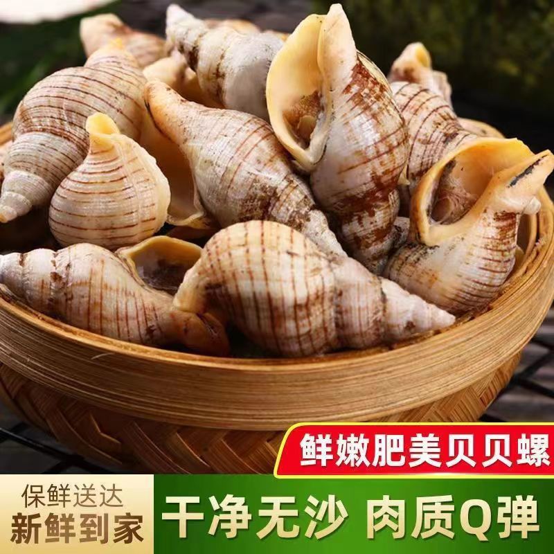 贝贝螺捞汁海鲜原料