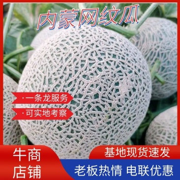 内蒙哈密瓜赤峰牛三网纹瓜产地直供代发代办欢迎采购