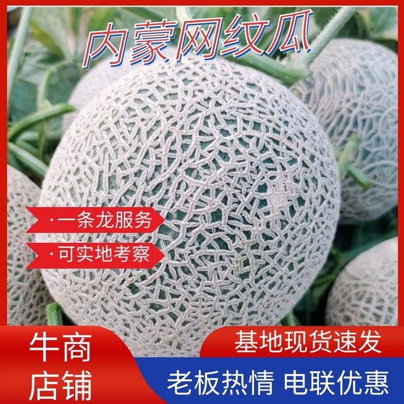 内蒙哈密瓜赤峰牛三网纹瓜产地直供代发代办欢迎采购