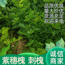 紫穗槐，刺槐，万亩基地常年供应，量大价优