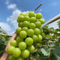 湖北阳光玫瑰葡萄产地直发电商市场优质货大量供应