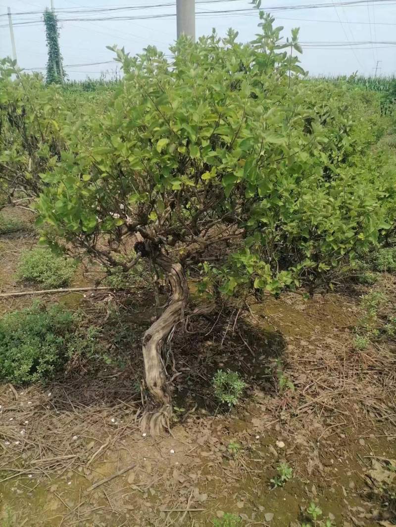 河北邢台金银花苗品种纯正现挖现发货全国发货