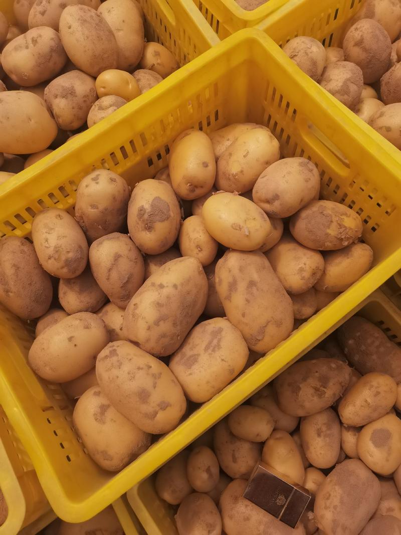 【实验1号】河北围场土豆新鲜土豆现货批发欢迎咨询看货