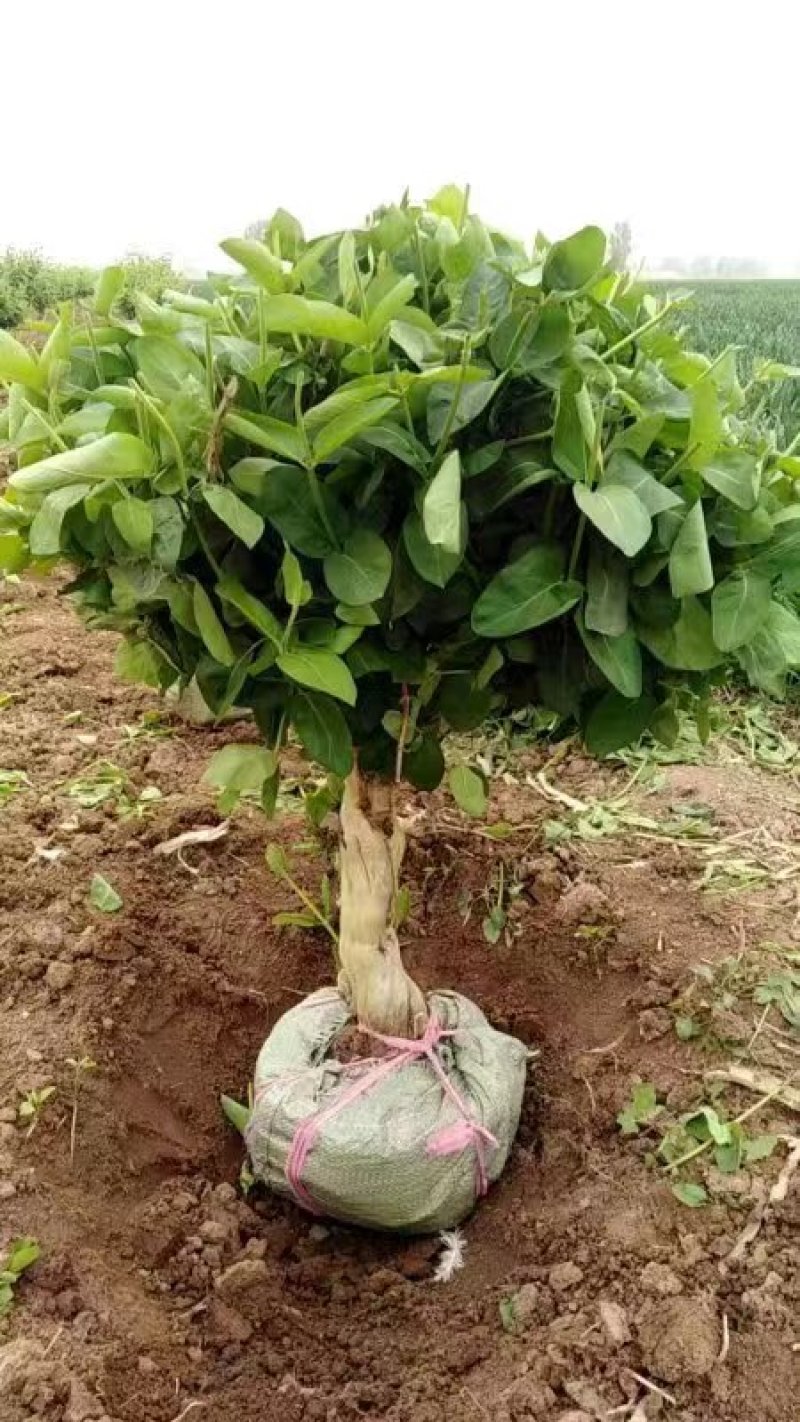 河北邢台金银花苗品种纯正现挖现发货全国发货
