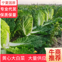 【产地直供】黄心大白菜大量供货一手货源量大从优对接加工厂