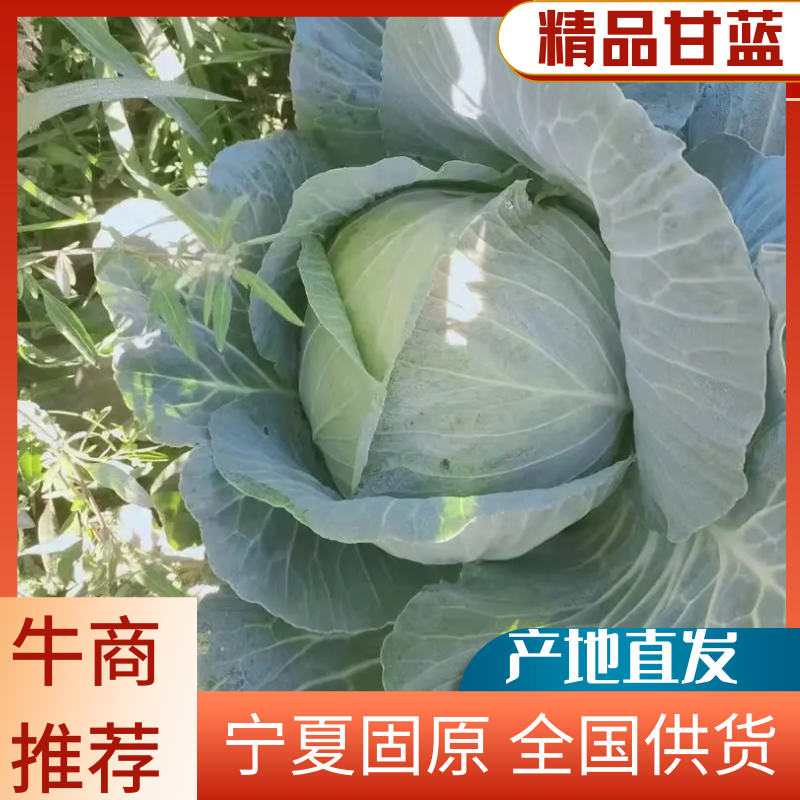 【基地直发】甘蓝大量上市保质保量宁夏甘蓝诚信
