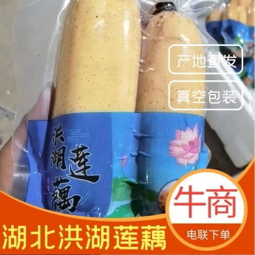 莲藕洪湖粉藕，真空包装！地标千亩基地，产地直供！电联采购