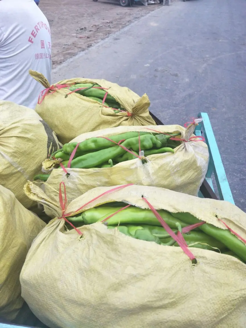 精品尖椒基地直发301辣椒品质保证大量供应
