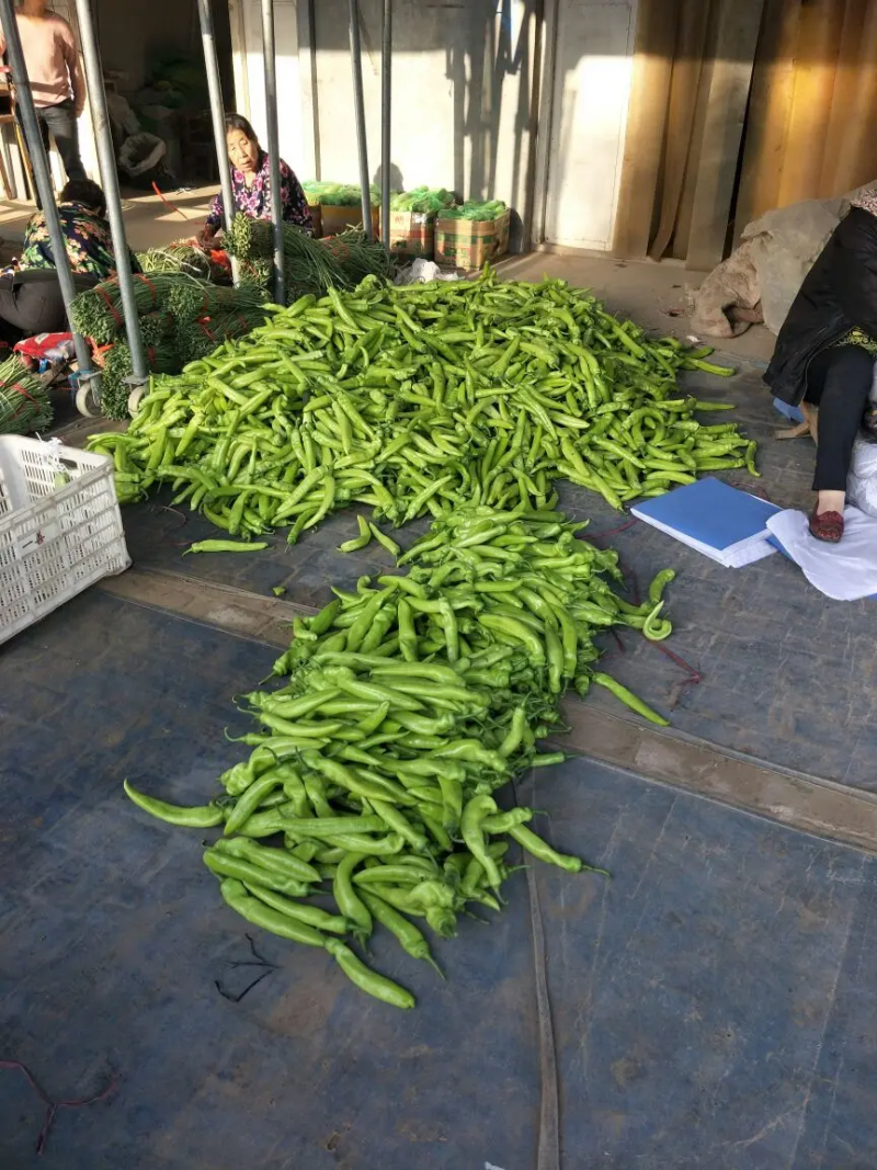 精品尖椒基地直发301辣椒品质保证大量供应