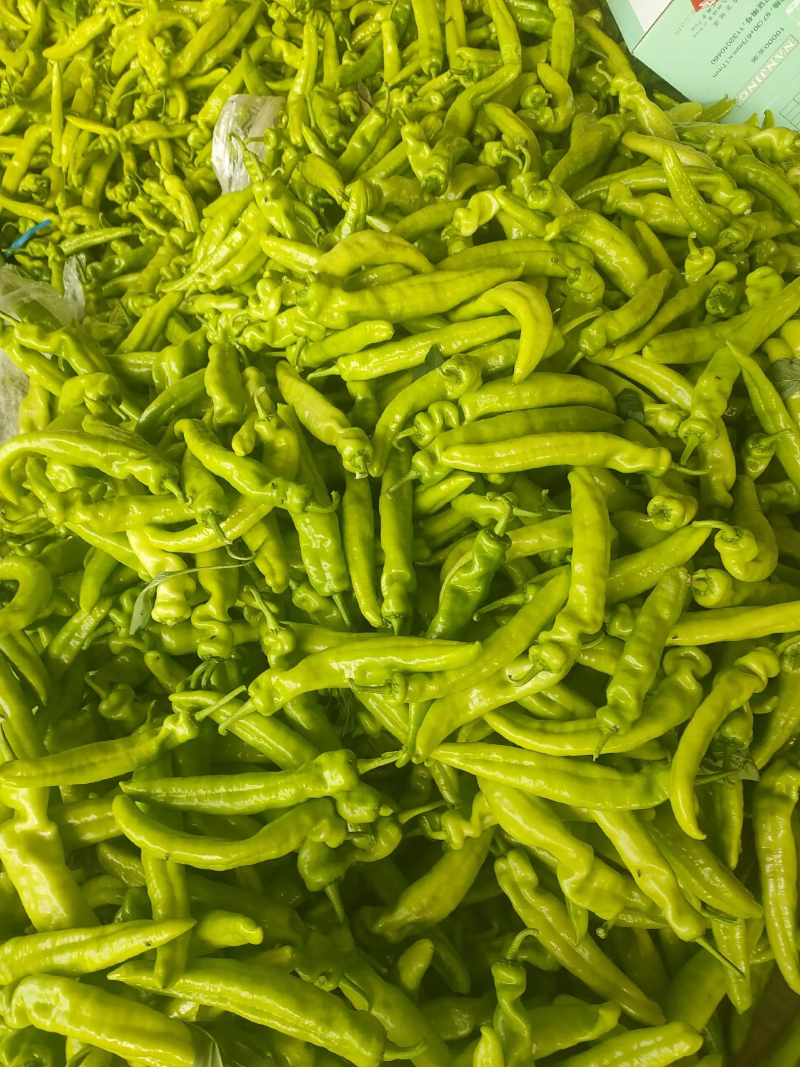 精品尖椒基地直发301辣椒品质保证大量供应