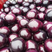 精品紫光圆茄茄子基地直发欢迎咨询品质保证