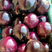 精品紫光圆茄茄子基地直发欢迎咨询品质保证
