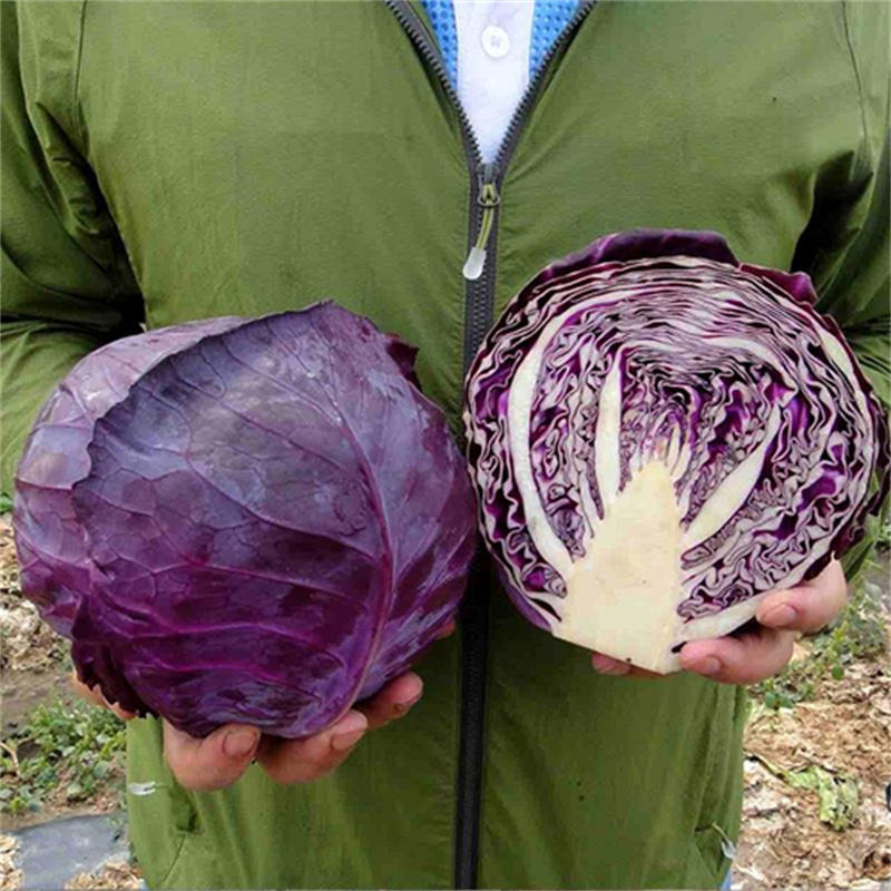 紫晶紫甘蓝种子中晚熟高产5克邢优卷心菜