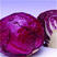 紫晶紫甘蓝种子中晚熟高产5克邢优卷心菜