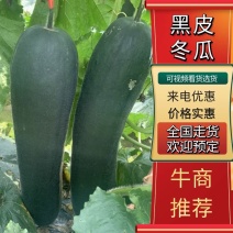 精品黑皮地瓜大量有货，商品瓜加工厂瓜都有