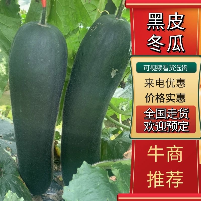 精品黑皮地瓜大量有货，商品瓜加工厂瓜都有
