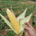 跨克系列水果玉米基地种植直发品质保证价格优惠欢迎来电