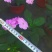 四川凤仙花基地直供非洲凤仙哪里有卖花镜花海布置