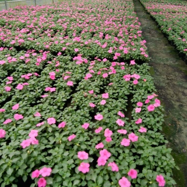 四川凤仙花基地直供非洲凤仙哪里有卖花镜花海布置