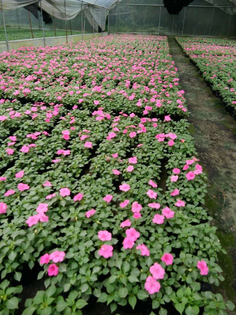 四川凤仙花基地直供非洲凤仙哪里有卖花镜花海布置
