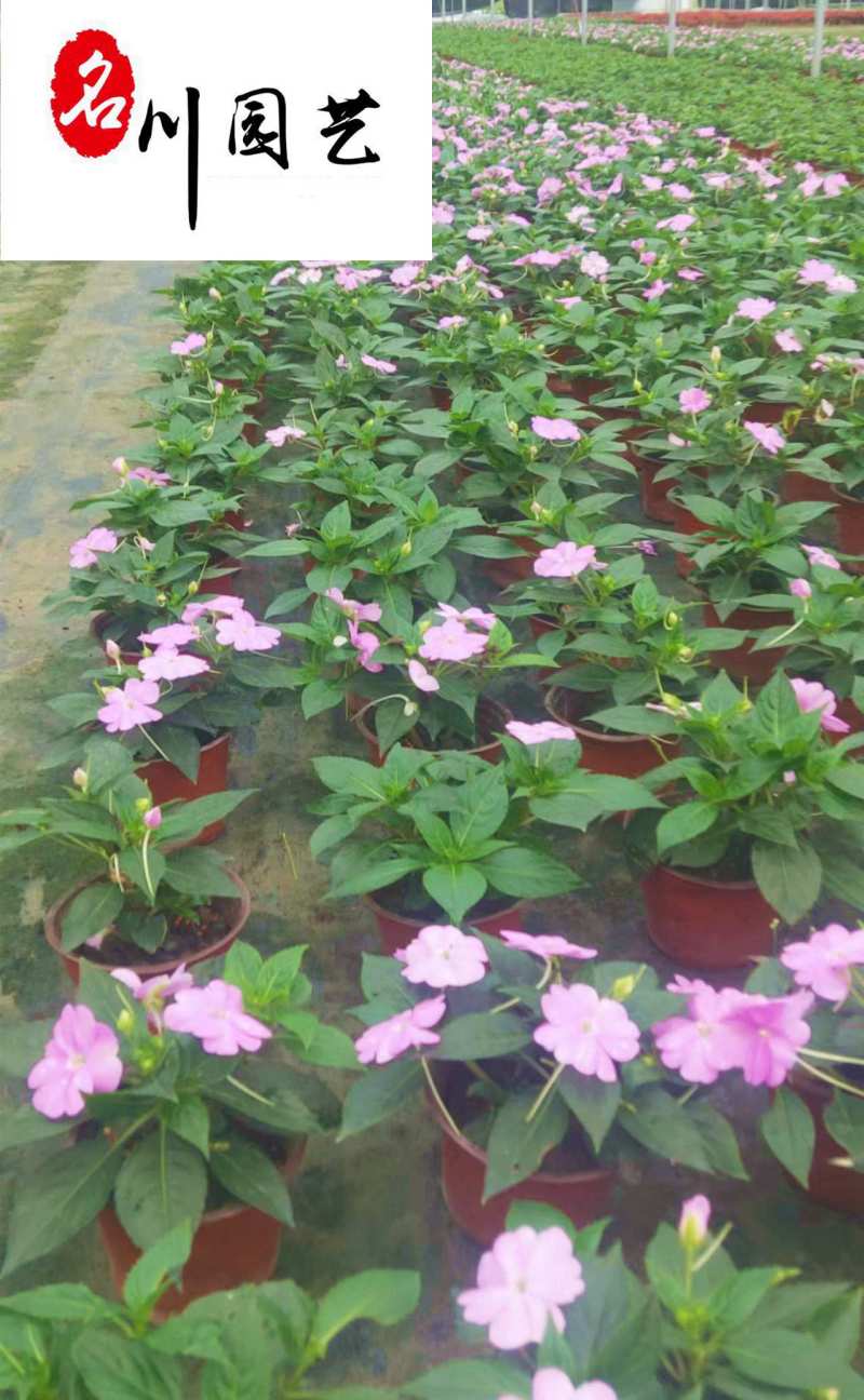 四川凤仙花基地直供非洲凤仙哪里有卖花镜花海布置